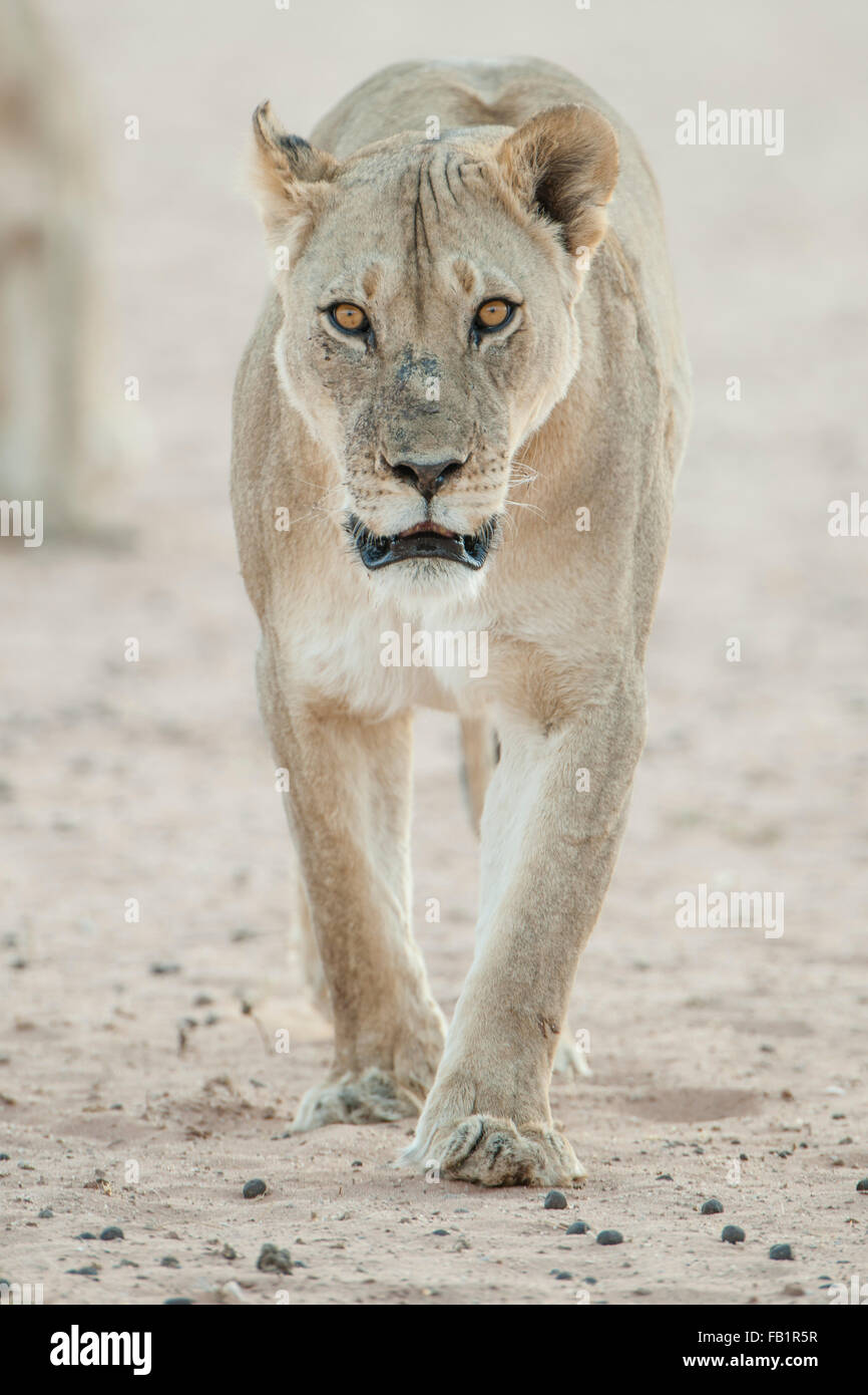 Lioness (Panthera leo) est la marche, Kgalagadi Transfrontier Park, dans le Nord de la Province du Cap, Afrique du Sud Banque D'Images