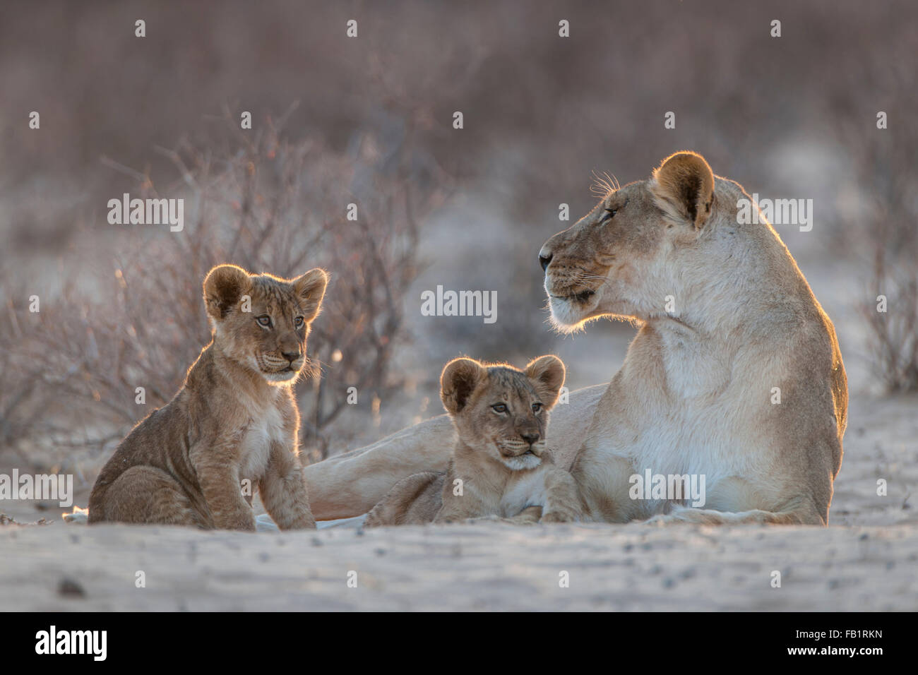 Lioness (Panthera leo) avec deux oursons, Kgalagadi Transfrontier Park, Northern Cape, Afrique du Sud Banque D'Images