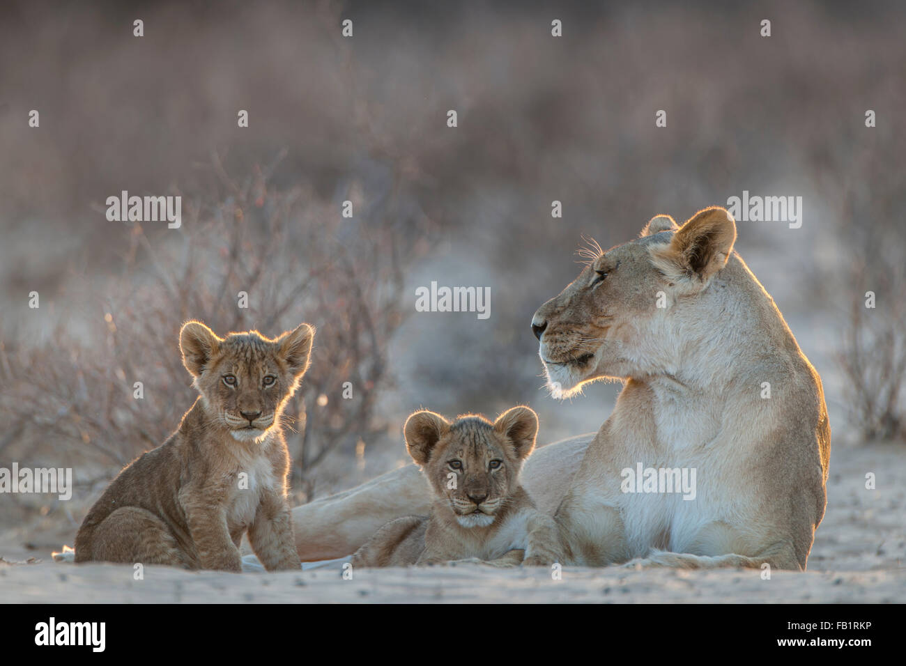 Lioness (Panthera leo) avec deux oursons, Kgalagadi Transfrontier Park, Northern Cape, Afrique du Sud Banque D'Images