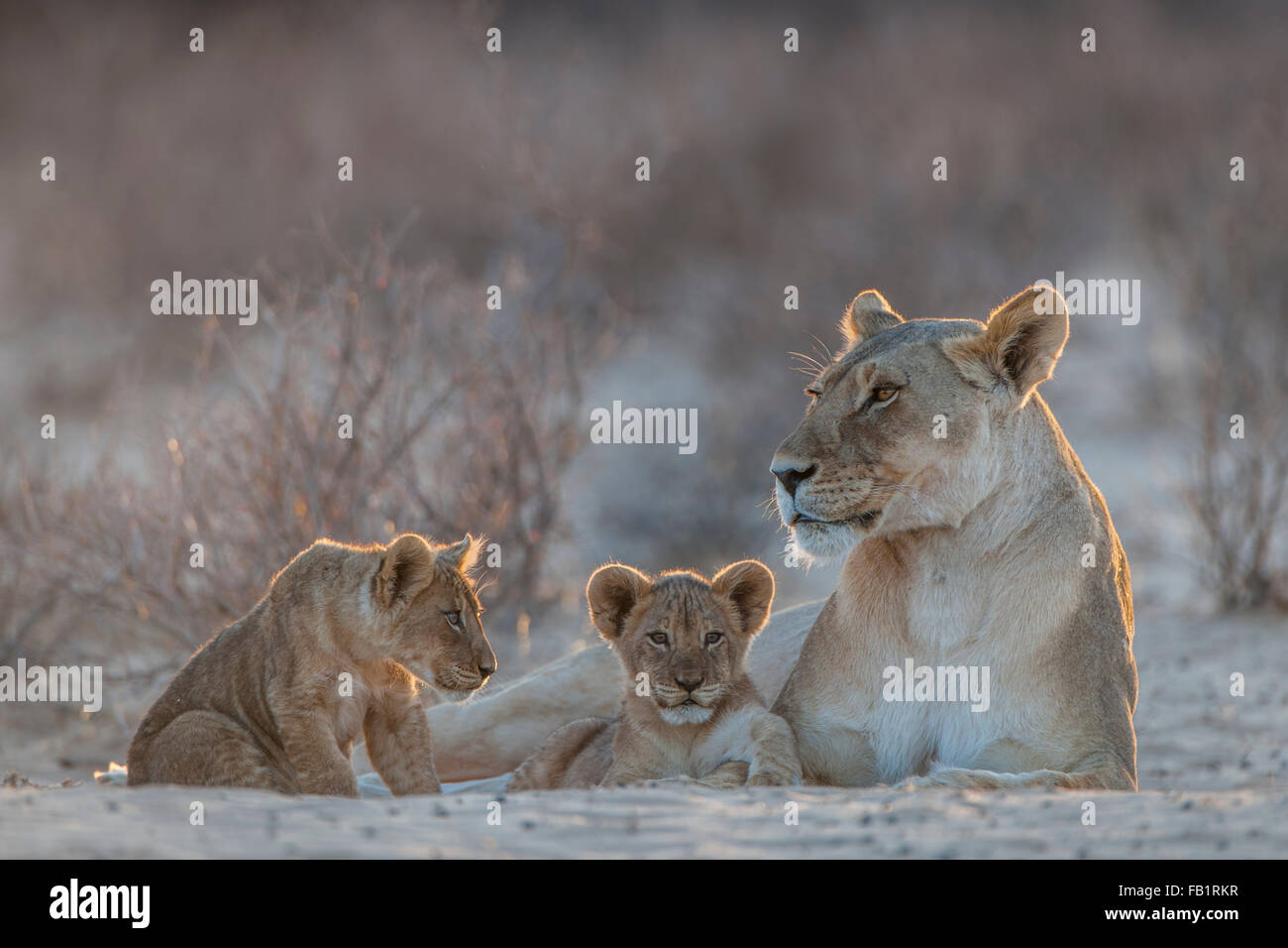 Lioness (Panthera leo) avec deux oursons, Kgalagadi Transfrontier Park, Northern Cape, Afrique du Sud Banque D'Images