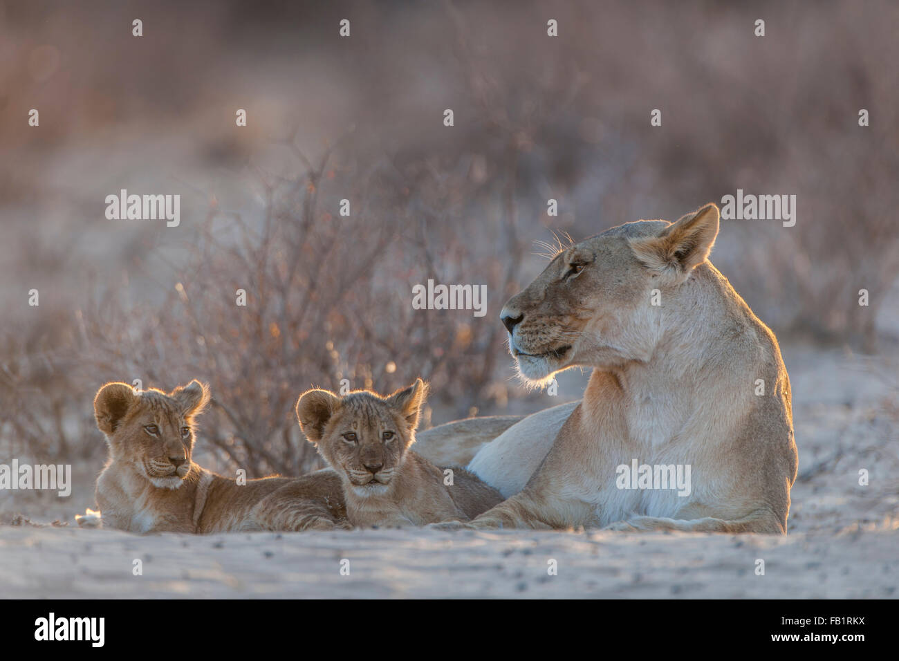 Lioness (Panthera leo) avec deux oursons, Kgalagadi Transfrontier Park, Northern Cape, Afrique du Sud Banque D'Images