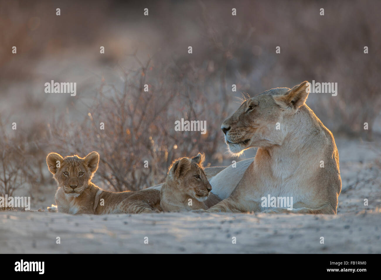 Lioness (Panthera leo) avec deux oursons, Kgalagadi Transfrontier Park, Northern Cape, Afrique du Sud Banque D'Images