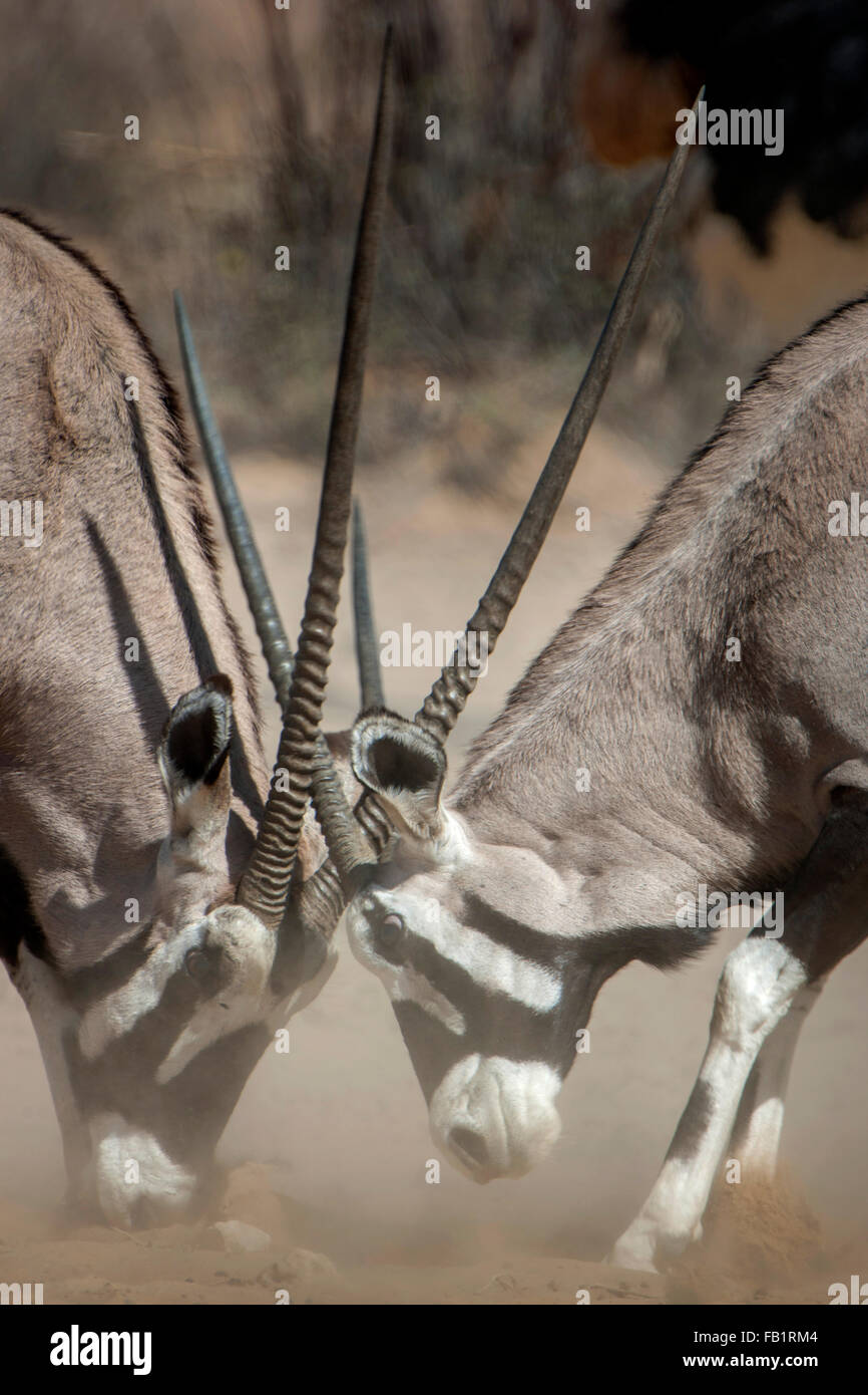Deux oryx (Oryx gazella) combats, Kgalagadi Transfrontier Park, Northern Cape, Afrique du Sud Banque D'Images