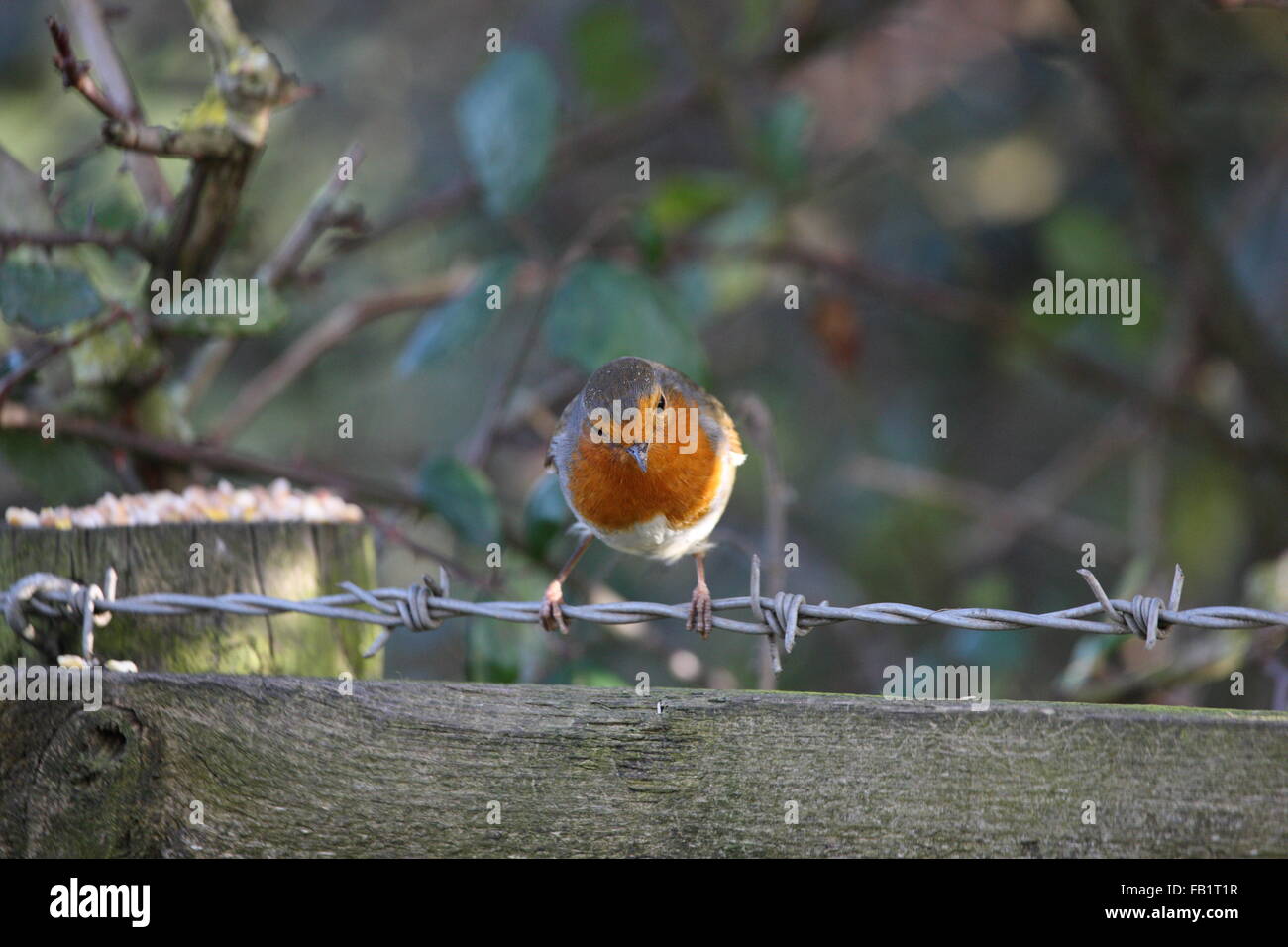 Erithacus rubecula aux abords,robin,assis un barbwire, publiez et clôture avec une couverture Hawthorne derrière elle,et la nourriture pour oiseaux sauvages,vu l'hiver Banque D'Images