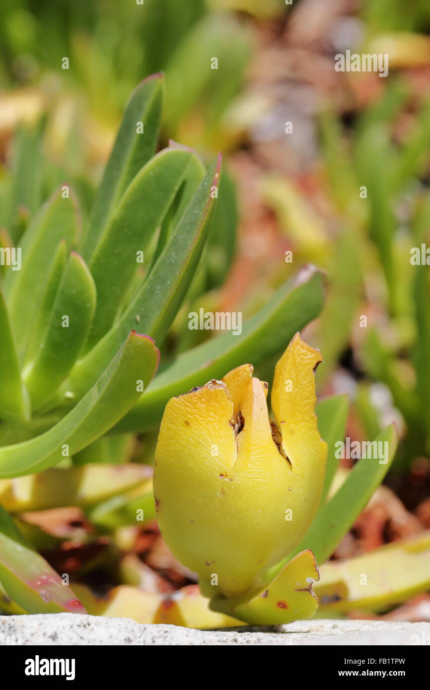 Figue aigre (Carpobrotus edulis) Banque D'Images