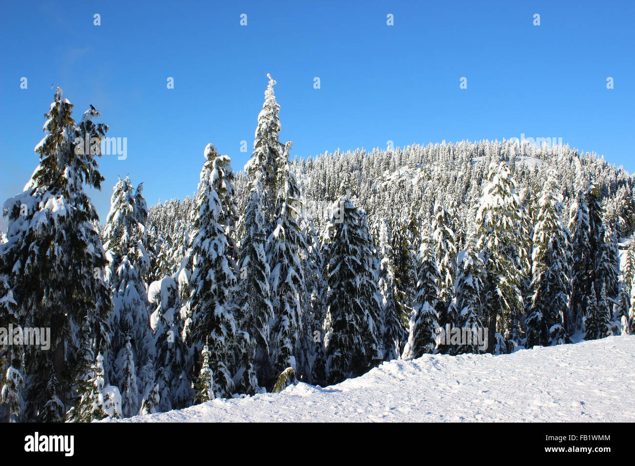 Des arbres sur la Montagne enneigée Banque D'Images