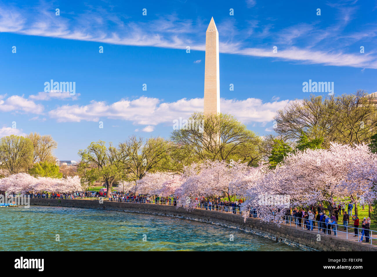 WASHINGTON DC - Le 10 avril 2015 : la foule à pied ci-dessous des cerisiers et le Washington Monument pendant le festival du printemps. Banque D'Images