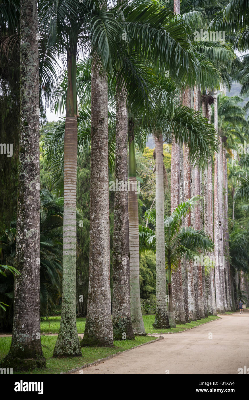 Avenue des palmiers, jardin botanique, Rio de Janeiro, Brésil Banque D'Images