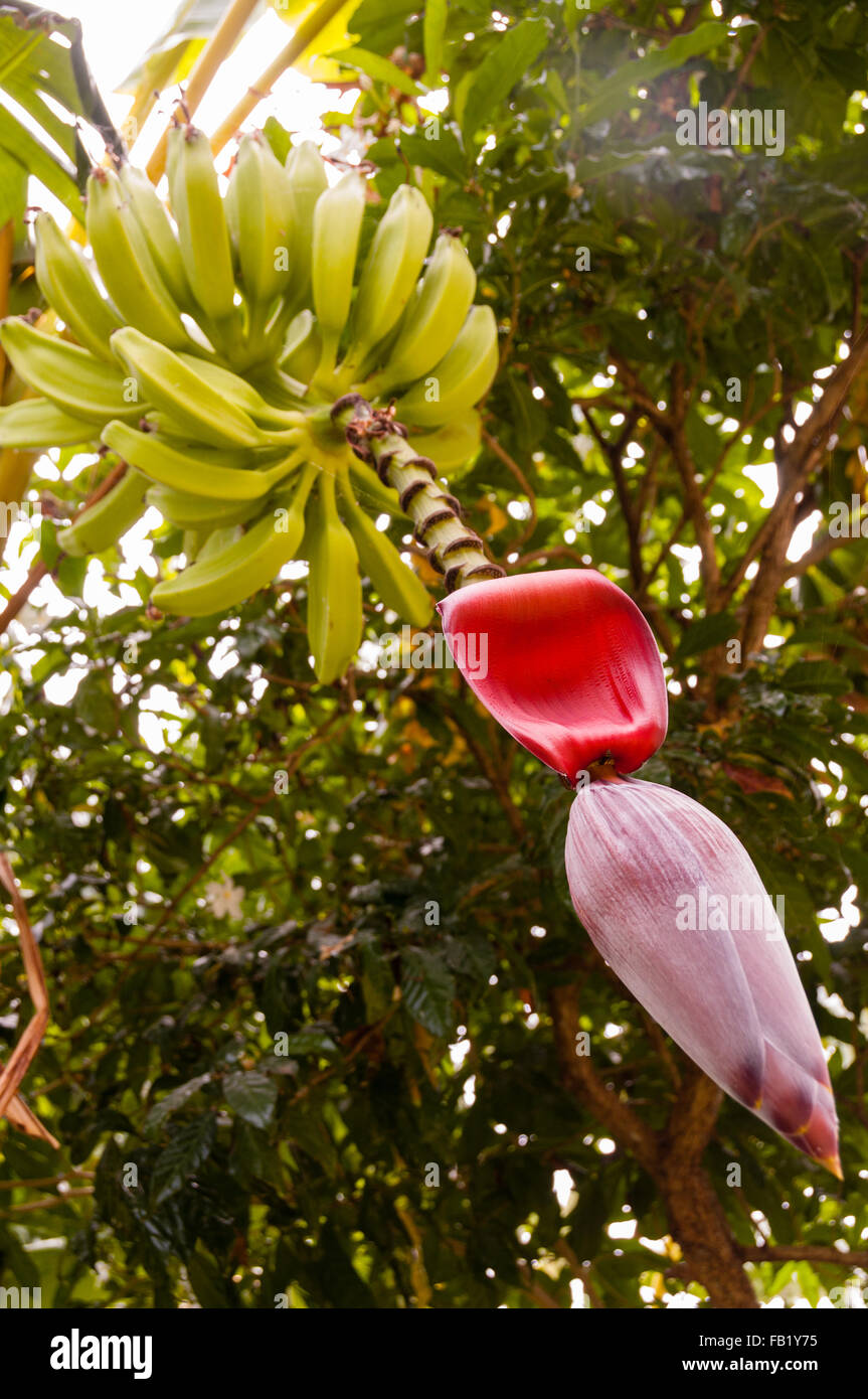 Bande de banane jaune avec fleur rouge accroché sur arbre dans un jardin Banque D'Images