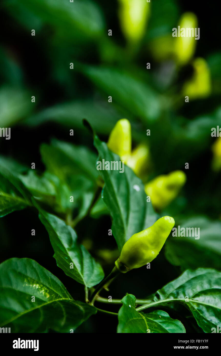 Petit piment vert et les feuilles sur Bush Banque D'Images