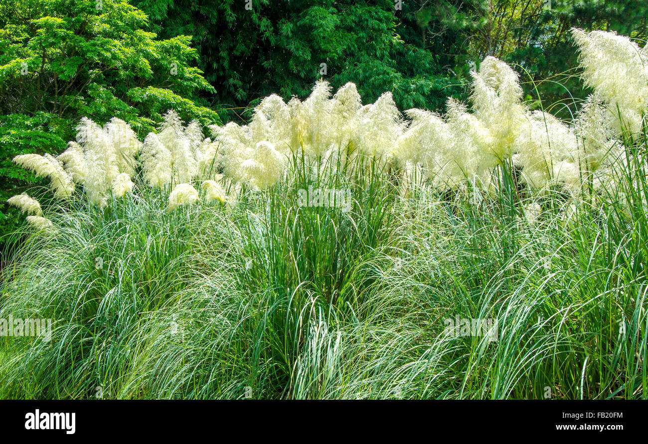 Jardin d'ornement décoratif, de l'herbe avec des fleurs. L'herbe de la pampa. Concept de décoration. Banque D'Images