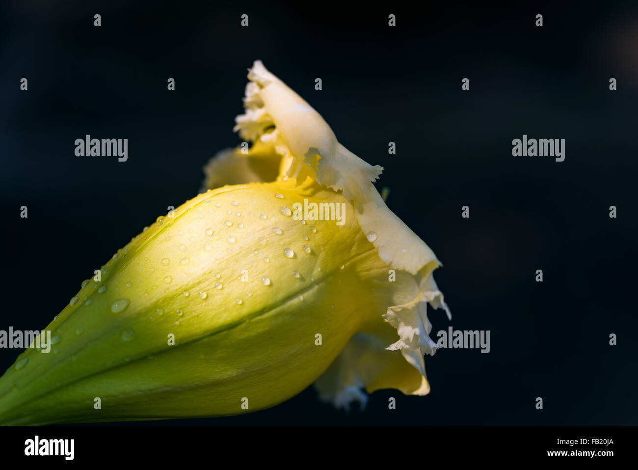 Coupe d'or Solandra maxima Hawaiian ouvert lily bud tropical jaune fleur de vigne libre Banque D'Images