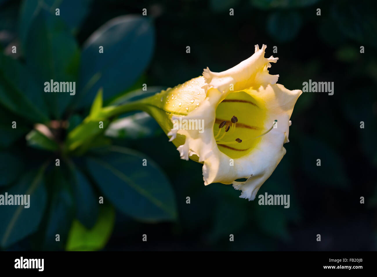 Coupe d'or Solandra maxima Hawaiian ouvert lily bud tropical jaune fleur de vigne Banque D'Images
