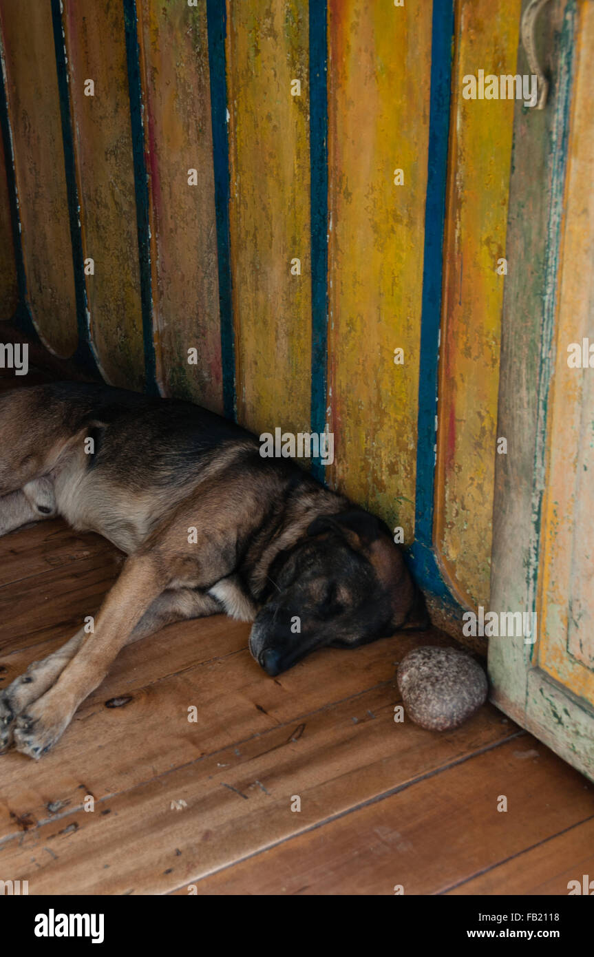 Chien de berger portant sur le terrain dans vieille maison coloniale Banque D'Images