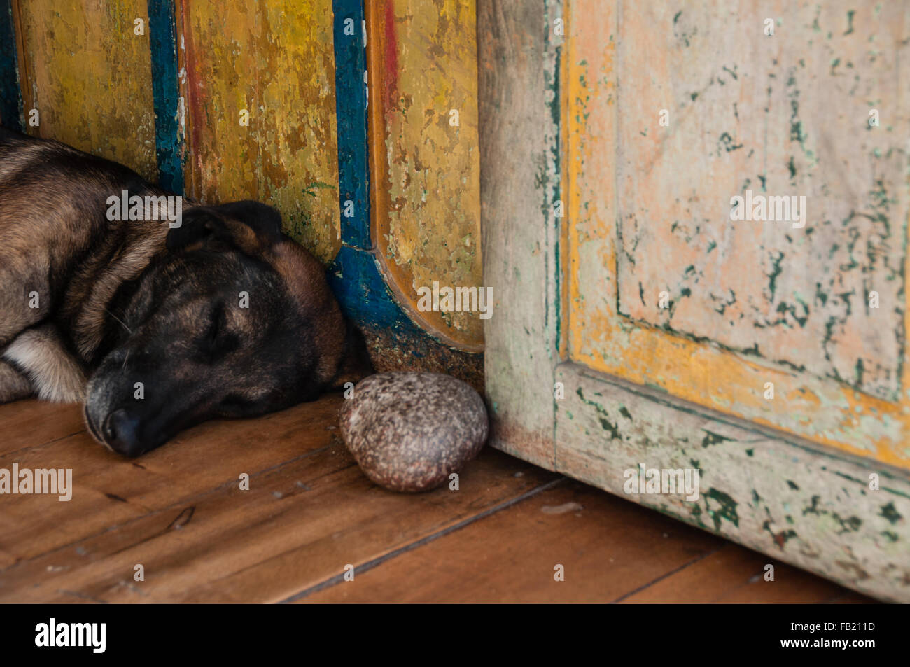 Chien de berger portant sur le terrain dans vieille maison coloniale Banque D'Images