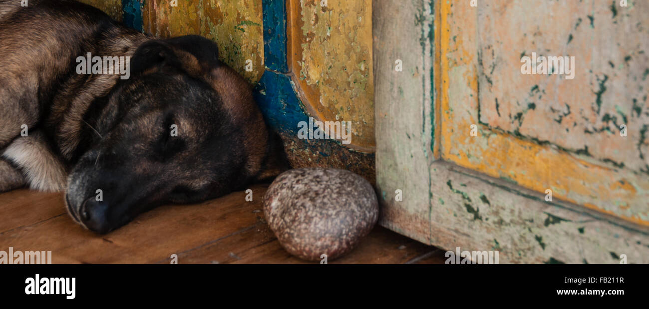 Chien de berger portant sur le terrain dans vieille maison coloniale Banque D'Images