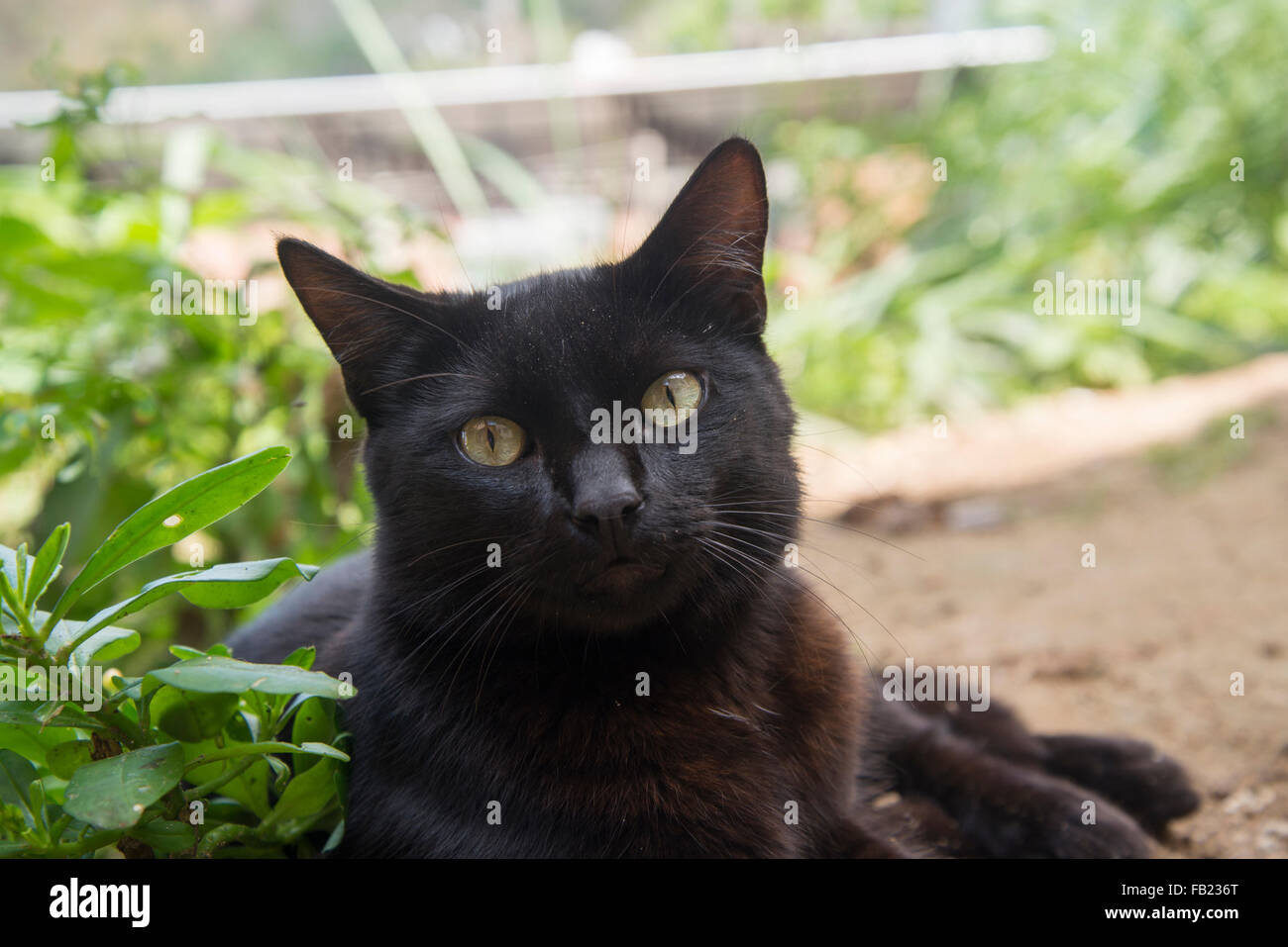 Chat noir Banque D'Images