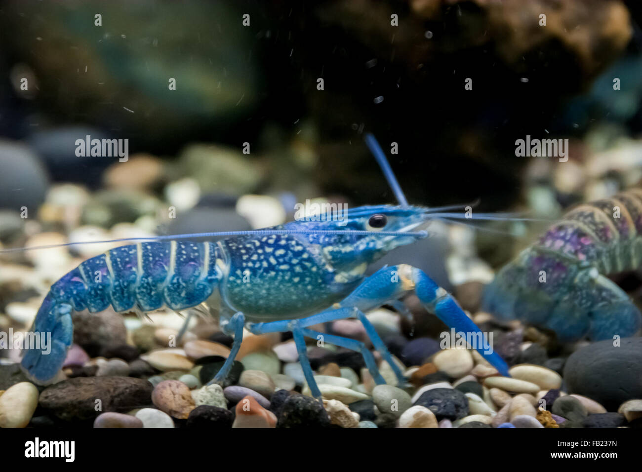L'écrevisse Procambarus alleni (bleu) dans l'aquarium. Banque D'Images