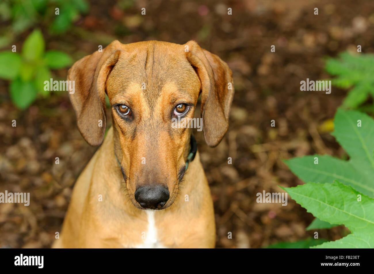 Sad dog est un chien plus dorées à la recherche jusqu'à l'appareil photo avec big soft brown yeux tristes. Banque D'Images