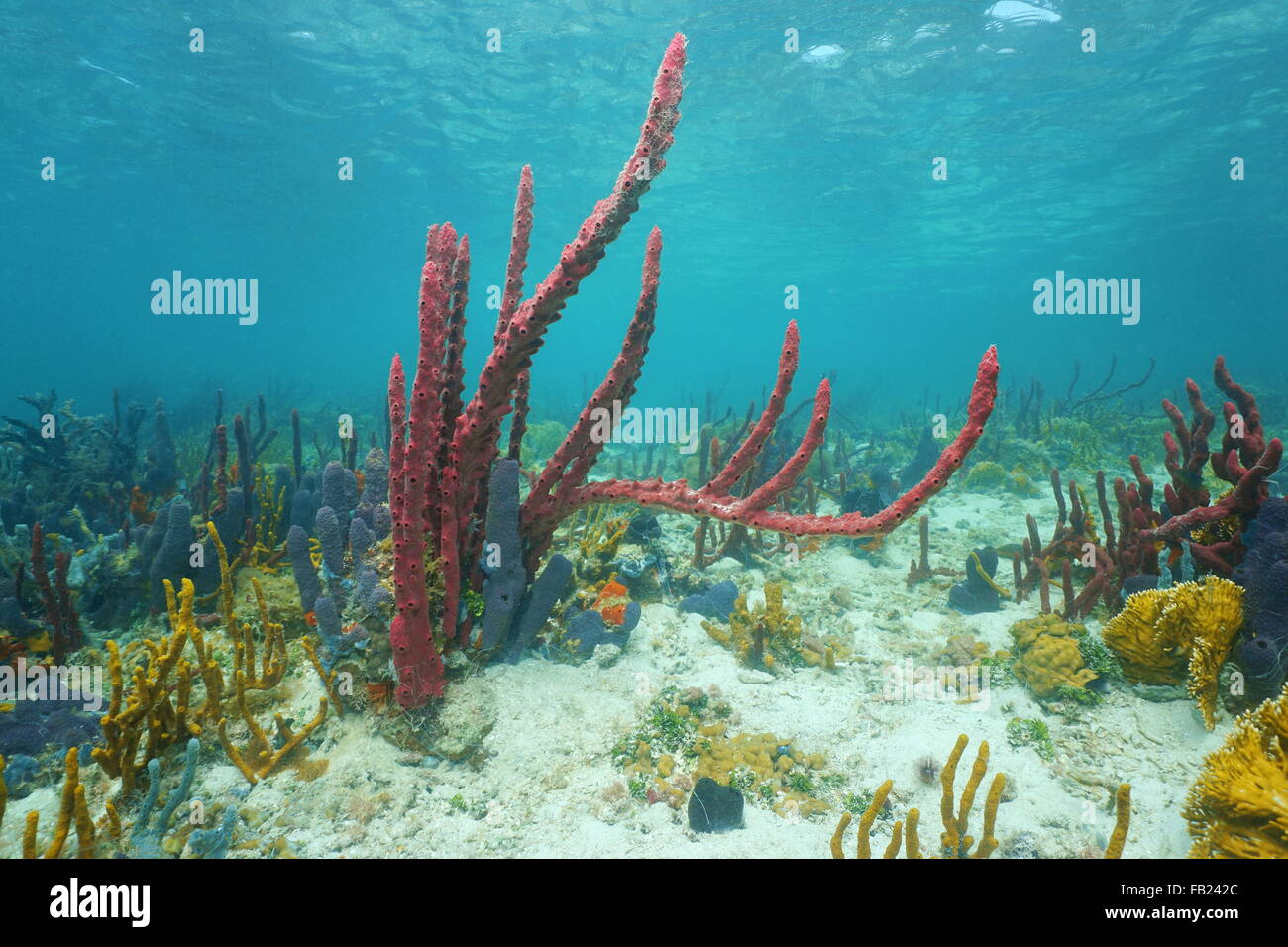 Les éponges de mer colorés avec des coraux sous l'eau peu profonde, sur un fond marin dans la mer des Caraïbes, Panama, Amérique Centrale Banque D'Images