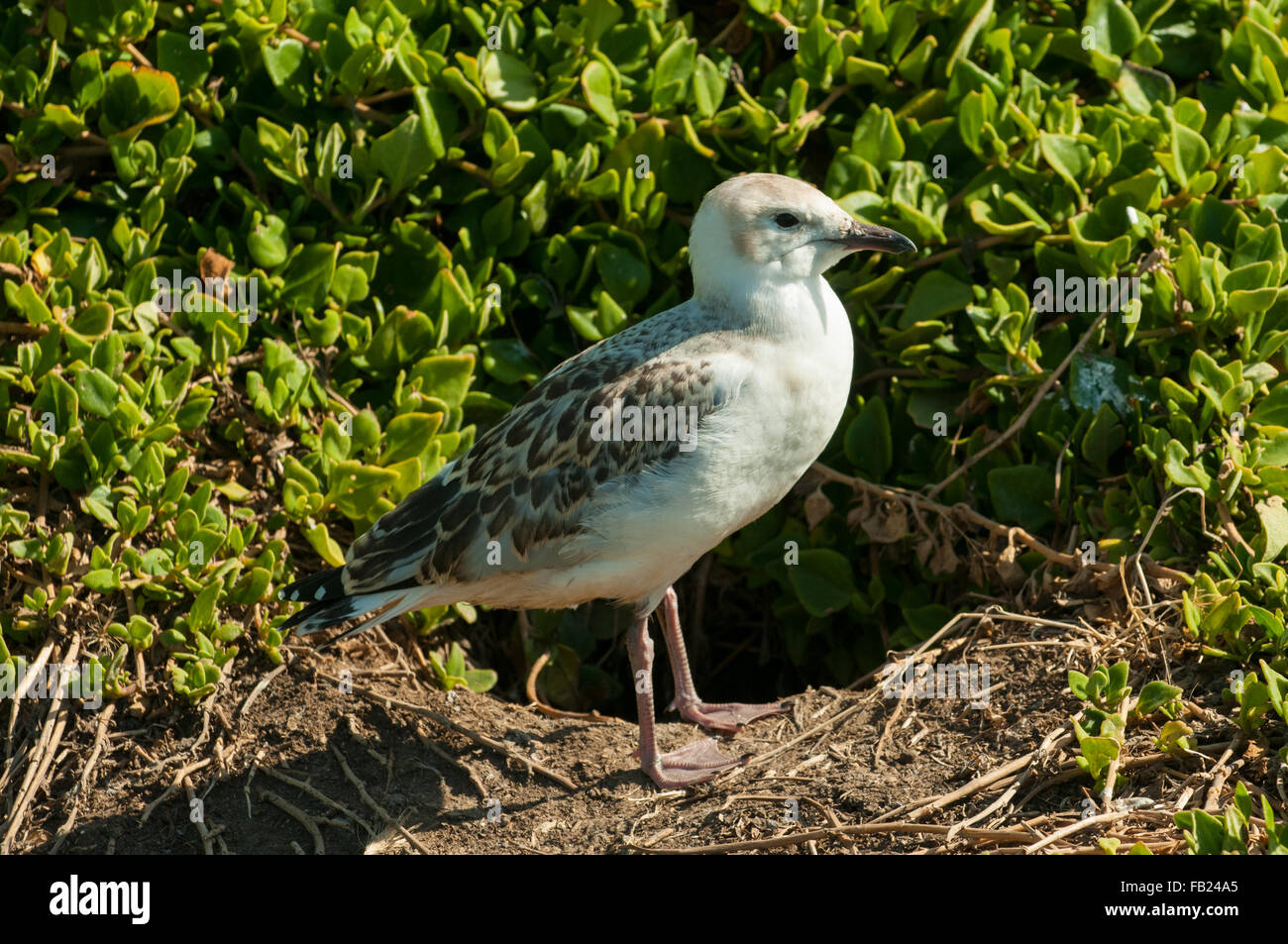 Chroicocephalus novaehollandiae, argent juvénile Goéland, Phillip Island, Victoria, Australie Banque D'Images