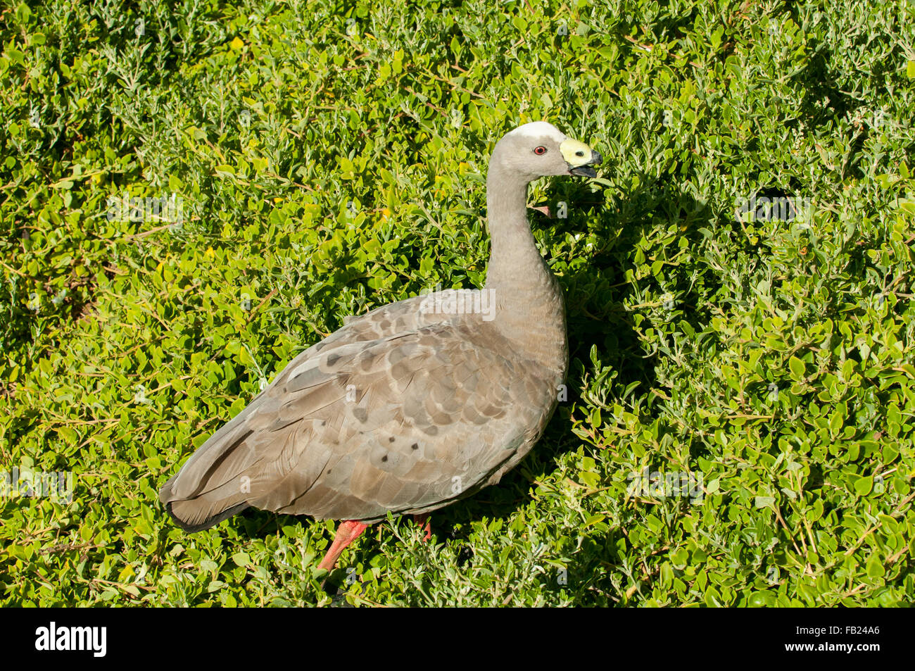 Cereopsis novaehollandiae, Cap Barron Goose sur Phillip Island, Victoria, Australie Banque D'Images
