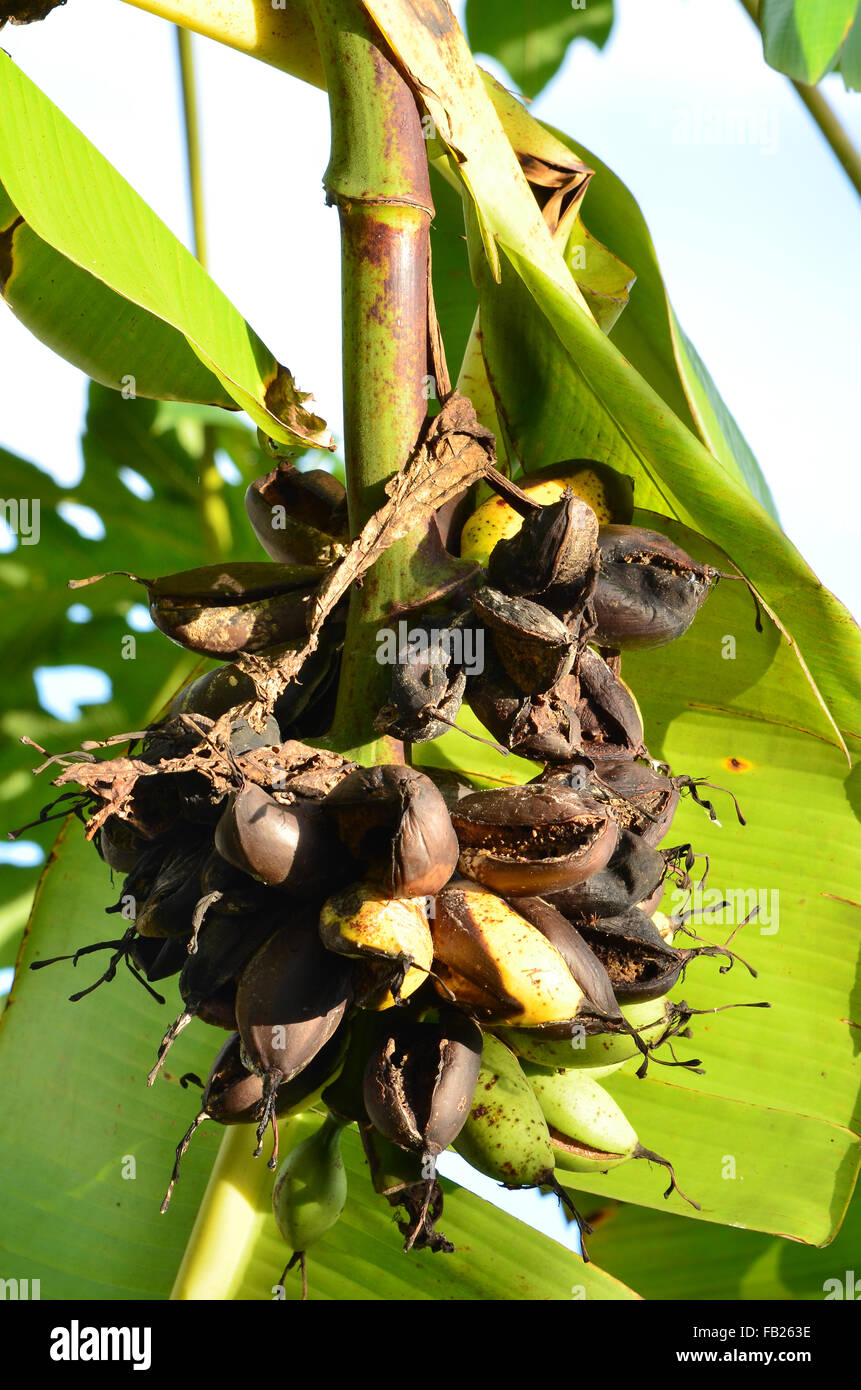 banane pourrie Banque D'Images