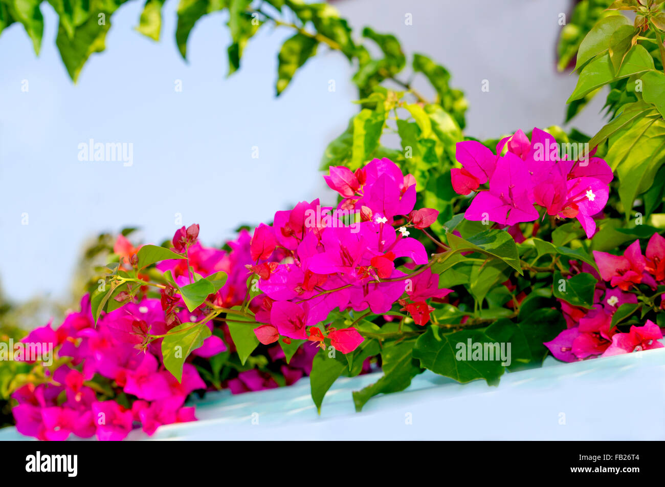 Bugenvilley,asia,arbustes,flore,fleurs,fleurs de l'Inde, lianes, plantes tropicales,plantes,tropiques,une fleur rouge sur un fond bleu Banque D'Images
