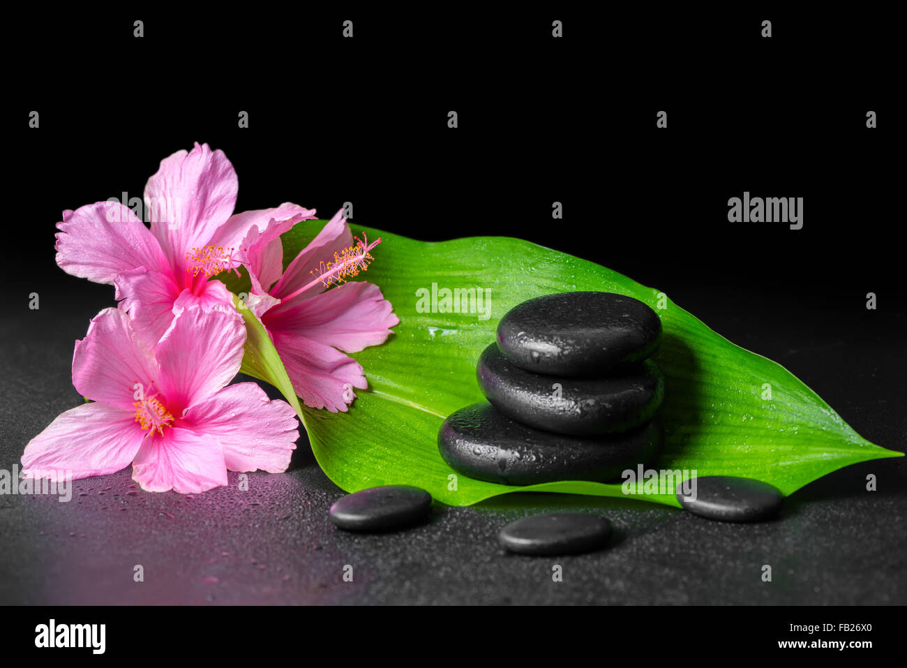 Magnifique spa concept de fleurs d'hibiscus rose, vert feuille et pierres pyramide avec gouttes, gros plan Banque D'Images