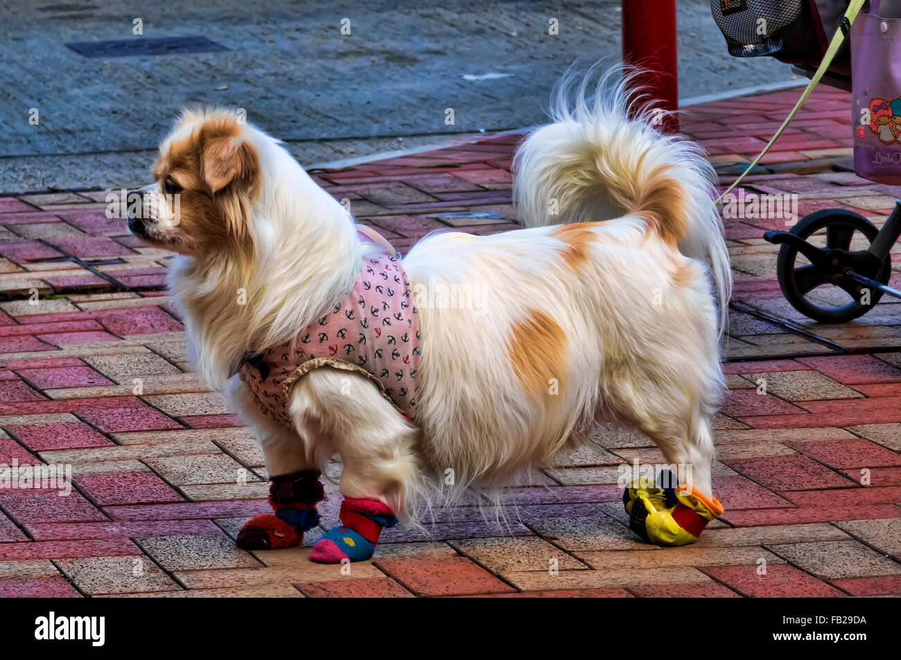 Hong Kong chien vêtu de vêtements d'hiver, Hong Kong, Chine. Banque D'Images