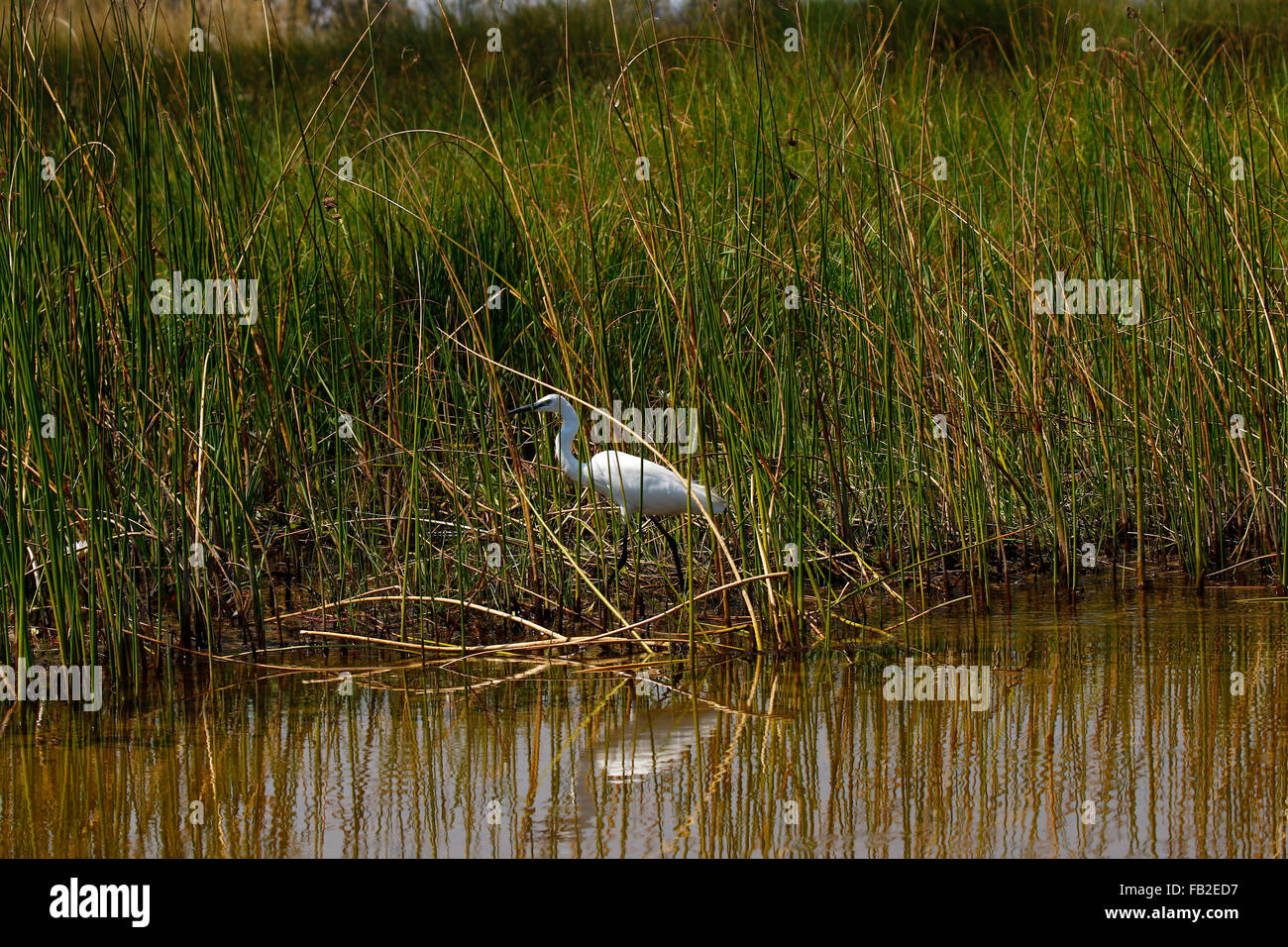 Grande Aigrette Héron est un grand avec de tout le plumage blanc. Comité permanent jusqu'à 1 m (3,3 pi) de hauteur, cette espèce peut mesurer de 80 à 104 cm Banque D'Images