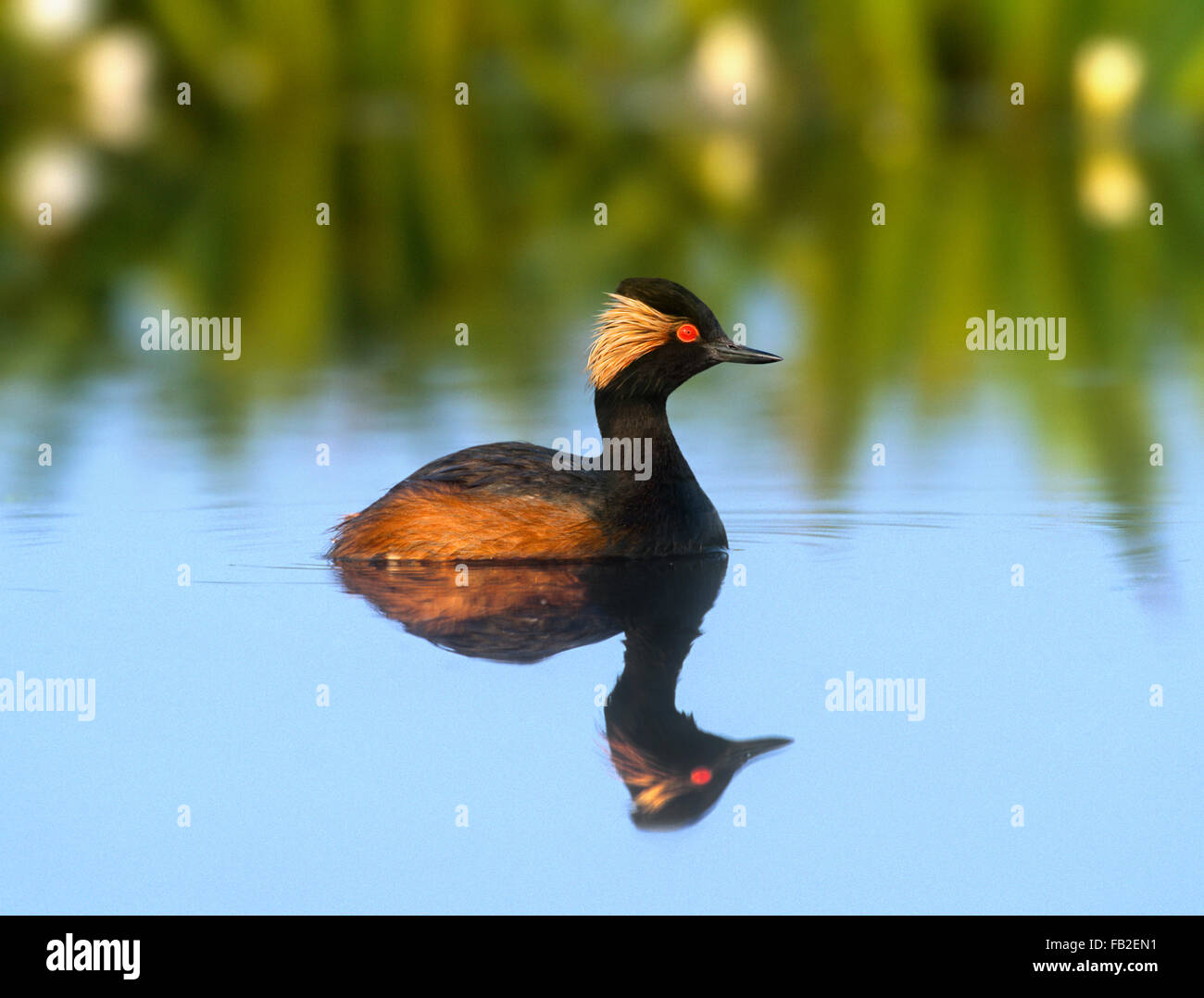 Grèbe à cou noir - Podiceps nigricollis Banque D'Images