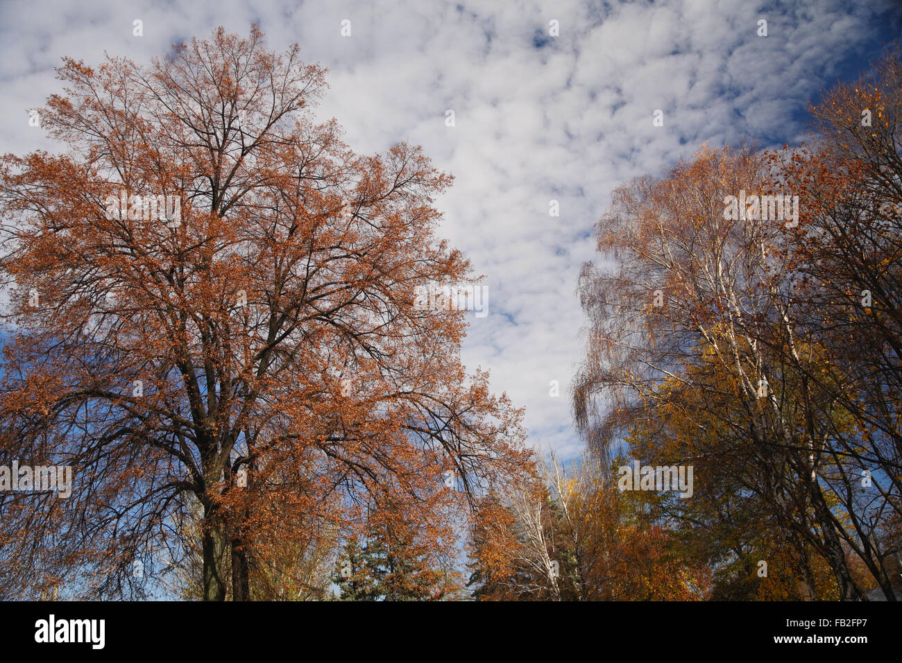 Arbres en automne sur un fond de ciel nuageux Banque D'Images