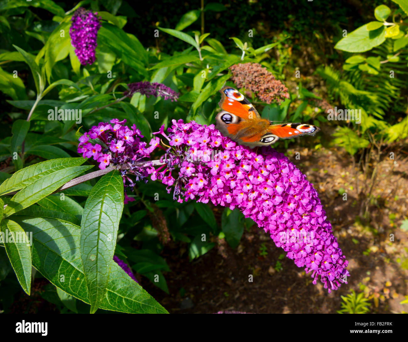 Papillon Paon européen Aglais io se nourrissant de Buddleja, ou Buddleia plante à la fin de l'été Banque D'Images