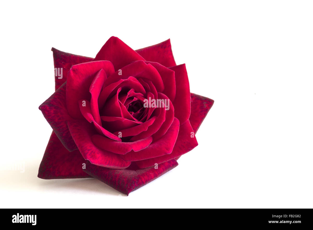 Rose rouge fleur sur fond blanc Banque D'Images