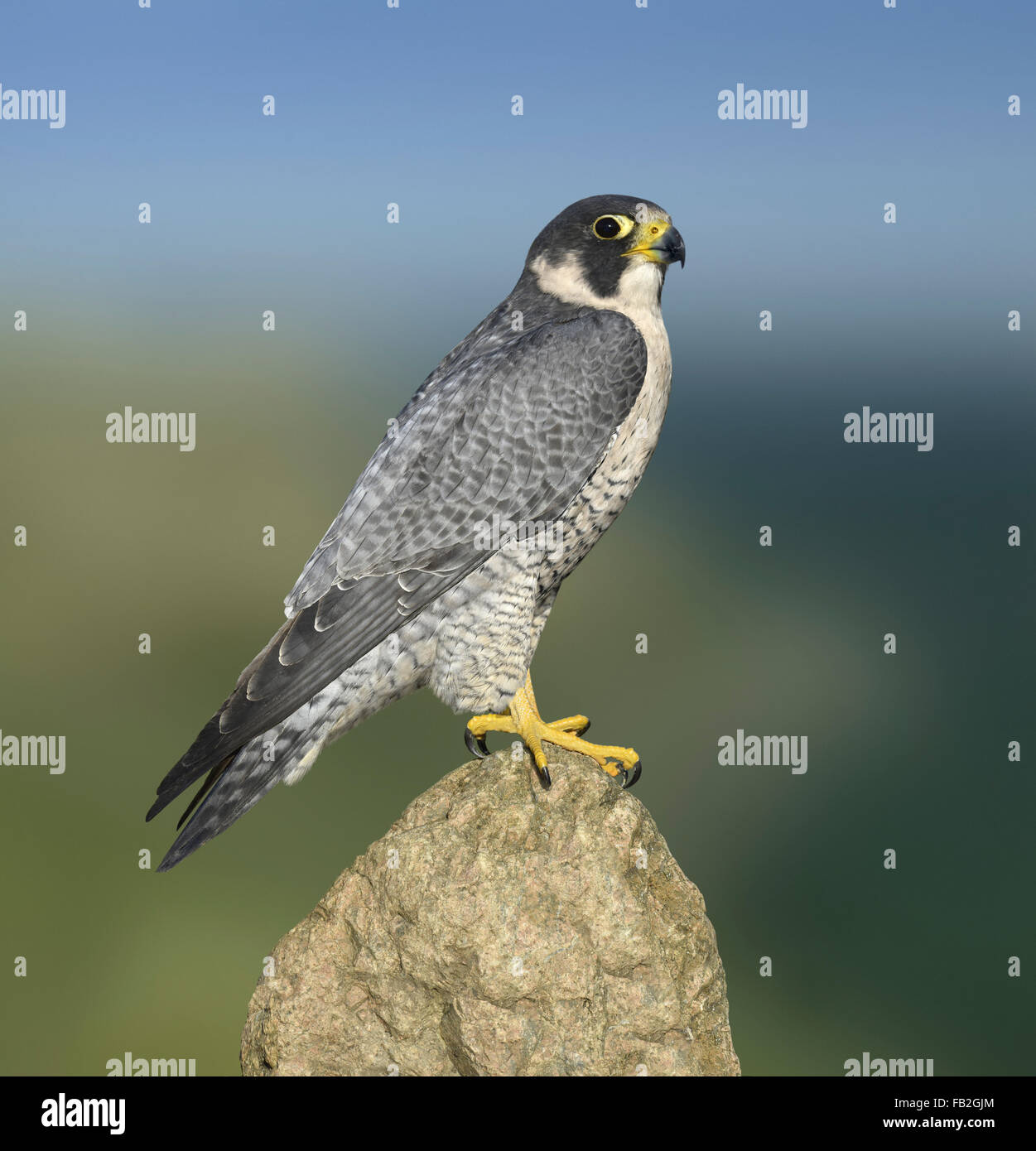 Peregrine - Falco peregrinus Banque D'Images