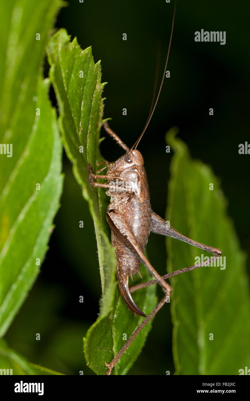 Dark bushcricket Gewöhnliche Strauchschrecke, femme, Weibchen, Legebohrer Pholidoptera griseoaptera, mit, Thamnotrizon cinereus Banque D'Images