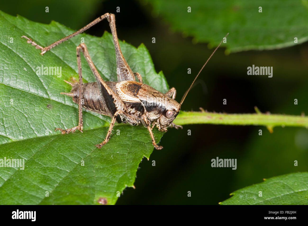 Dark bushcricket Gewöhnliche Strauchschrecke, homme, Männchen Pholidoptera griseoaptera,,, Thamnotrizon cinereus Banque D'Images
