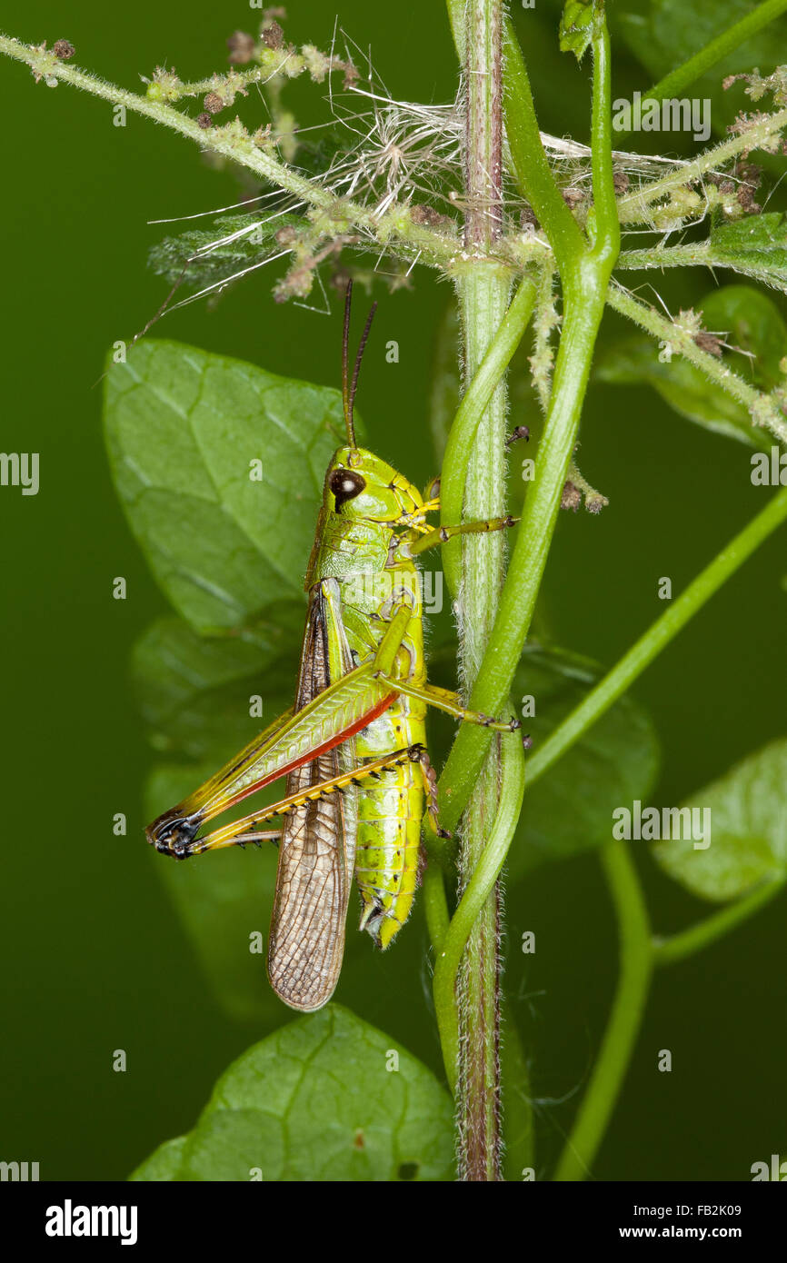 Grand le criquet, Sumpfschrecke Sumpf-Schrecke Stethophyma grossum,,, Mecostethus grossus, le criquet ensanglanté Banque D'Images