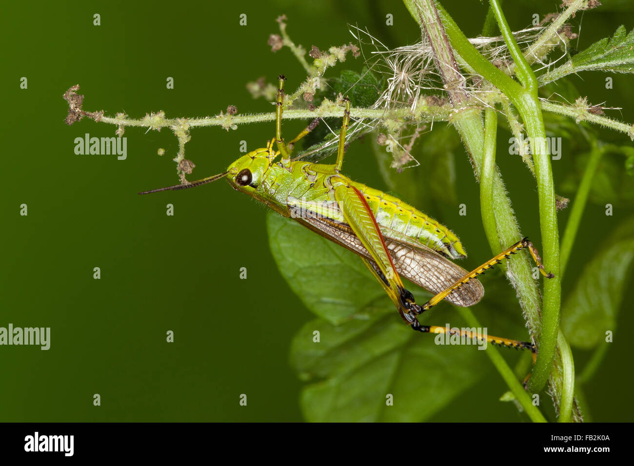 Grand le criquet, Sumpfschrecke Sumpf-Schrecke Stethophyma grossum,,, Mecostethus grossus, le criquet ensanglanté Banque D'Images