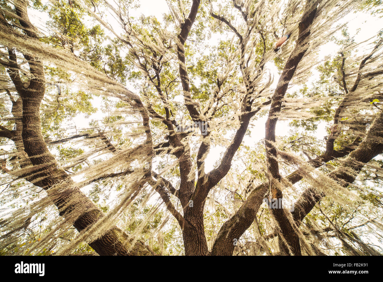 À la recherche jusqu'à la mousse espagnole, accroché sur les branches d'un chêne. Banque D'Images