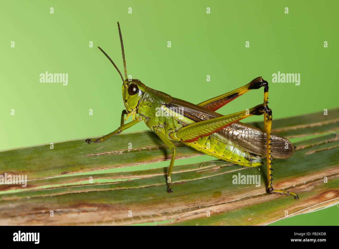 Grand le criquet, Sumpfschrecke Sumpf-Schrecke Stethophyma grossum,,, Mecostethus grossus, le criquet ensanglanté Banque D'Images