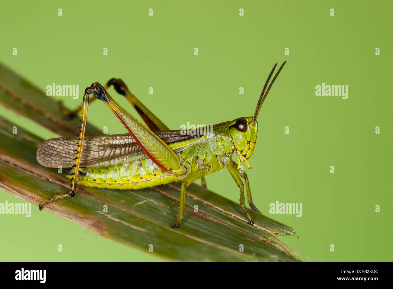 Grand le criquet, Sumpfschrecke Sumpf-Schrecke Stethophyma grossum,,, Mecostethus grossus, le criquet ensanglanté Banque D'Images