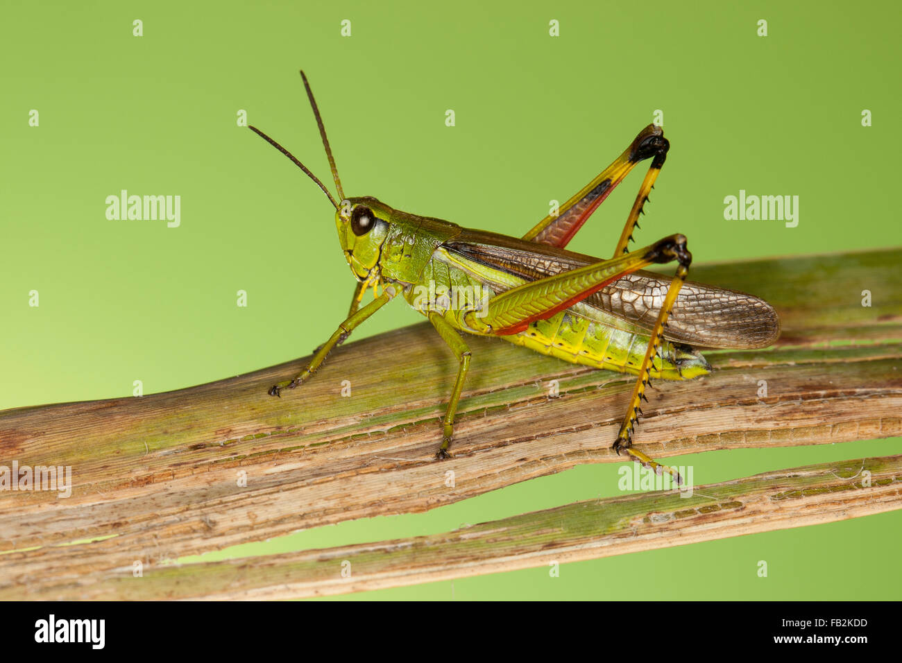 Grand le criquet, Sumpfschrecke Sumpf-Schrecke Stethophyma grossum,,, Mecostethus grossus, le criquet ensanglanté Banque D'Images