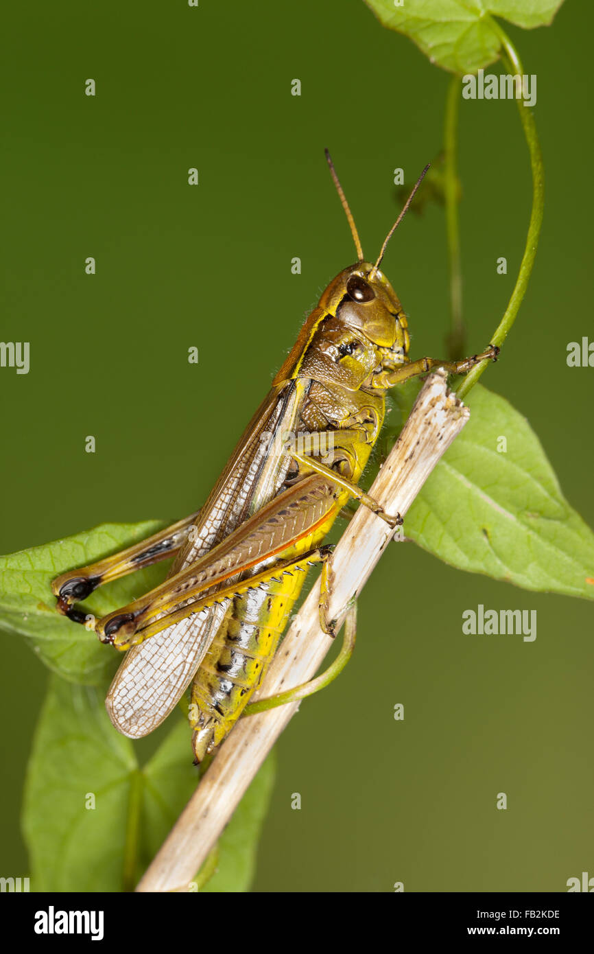 Grand le criquet, Sumpfschrecke Sumpf-Schrecke Stethophyma grossum,,, Mecostethus grossus, le criquet ensanglanté Banque D'Images