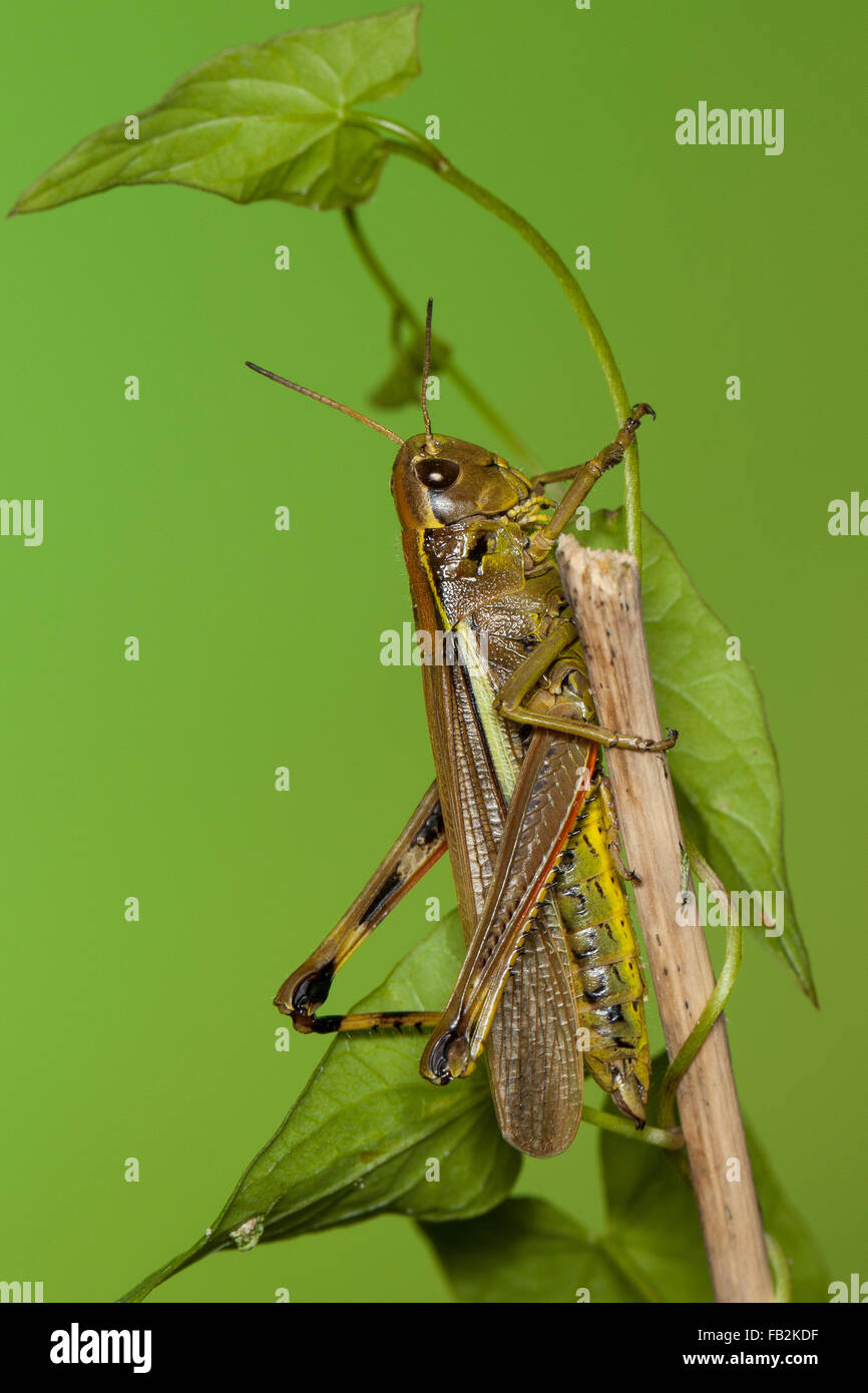 Grand le criquet, Sumpfschrecke Sumpf-Schrecke Stethophyma grossum,,, Mecostethus grossus, le criquet ensanglanté Banque D'Images