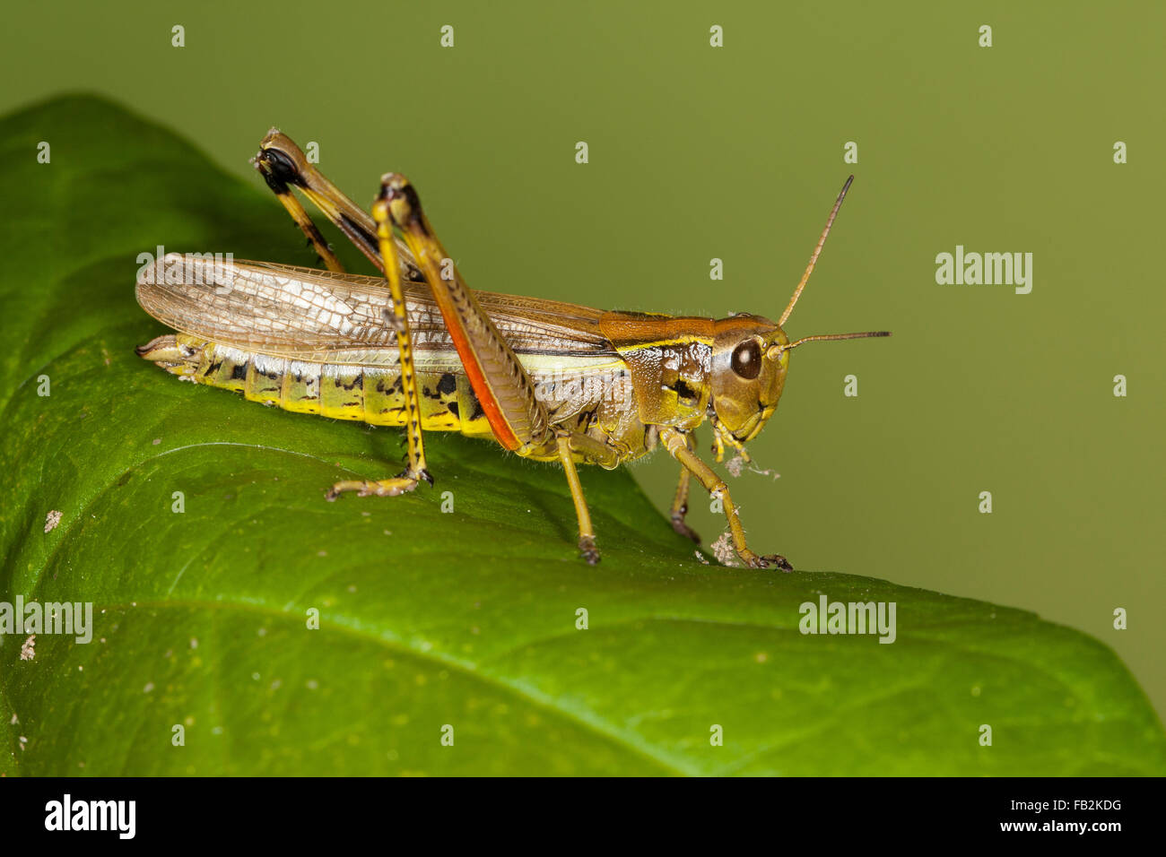 Grand le criquet, Sumpfschrecke Sumpf-Schrecke Stethophyma grossum,,, Mecostethus grossus, le criquet ensanglanté Banque D'Images