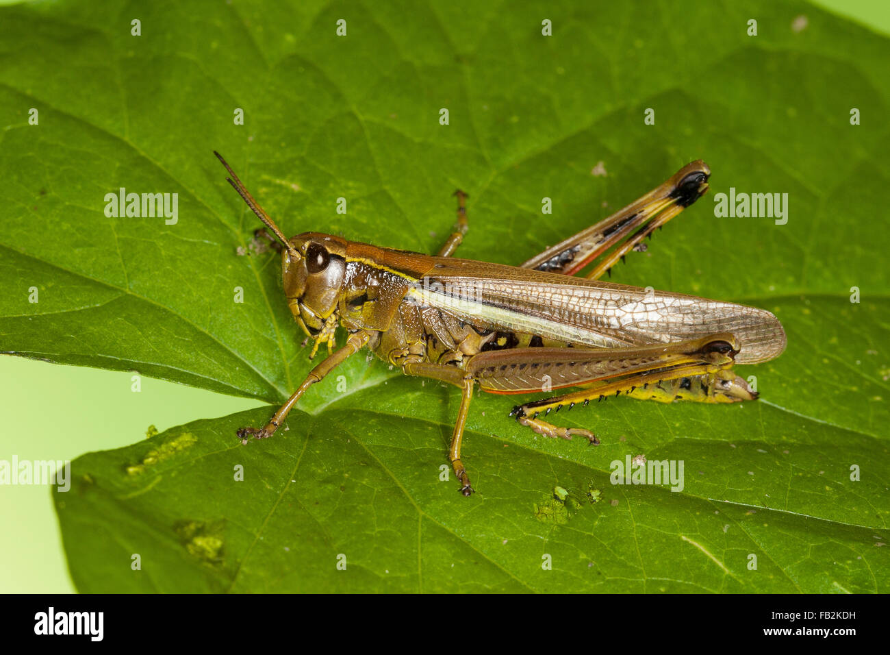 Grand le criquet, Sumpfschrecke Sumpf-Schrecke Stethophyma grossum,,, Mecostethus grossus, le criquet ensanglanté Banque D'Images