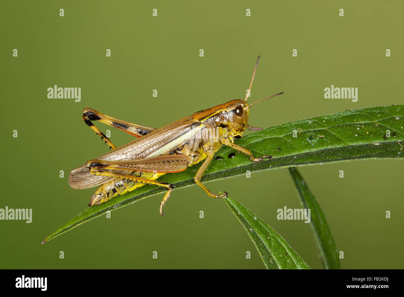 Grand le criquet, Sumpfschrecke Sumpf-Schrecke Stethophyma grossum,,, Mecostethus grossus, le criquet ensanglanté Banque D'Images