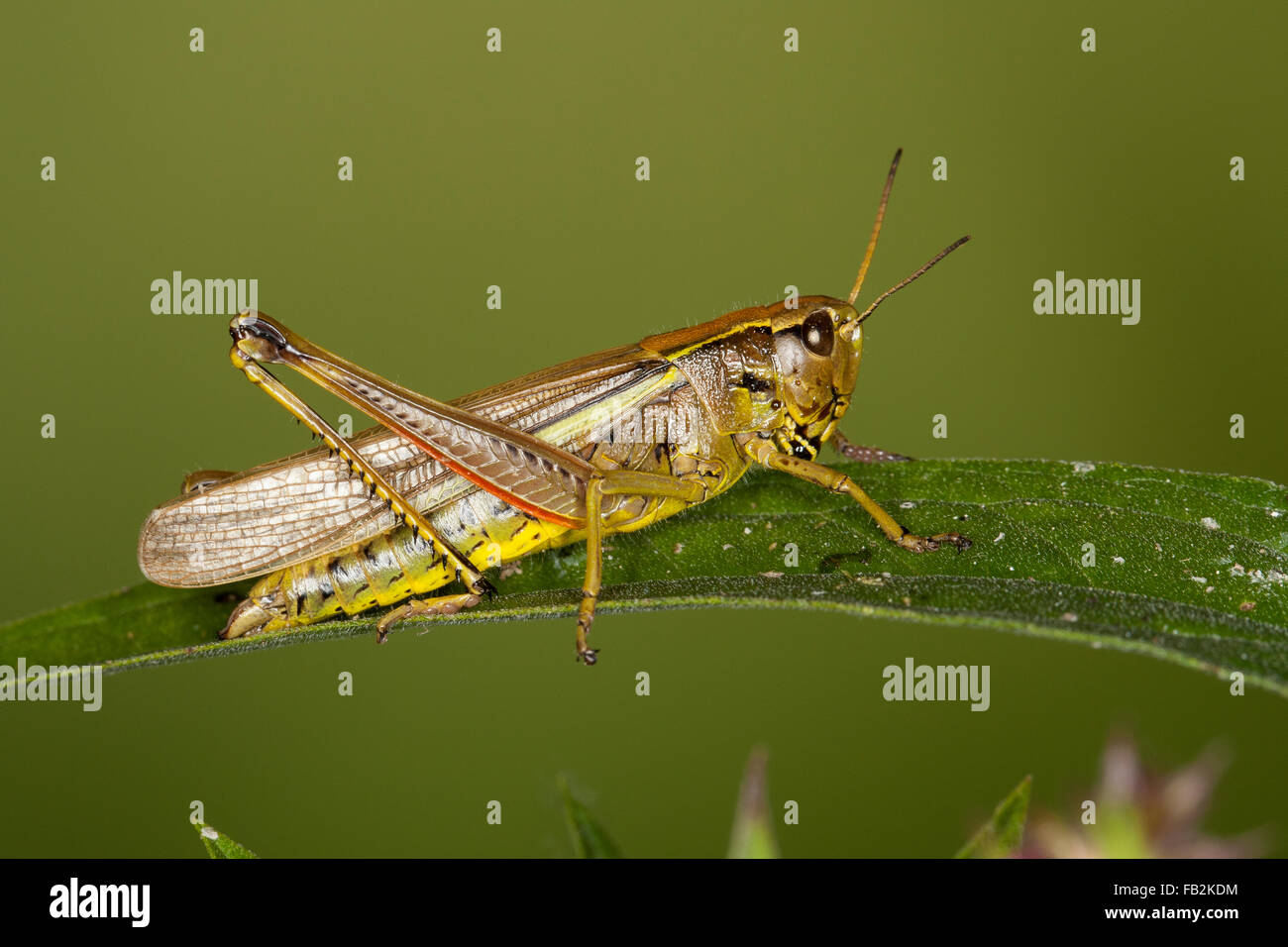 Grand le criquet, Sumpfschrecke Sumpf-Schrecke Stethophyma grossum,,, Mecostethus grossus, le criquet ensanglanté Banque D'Images